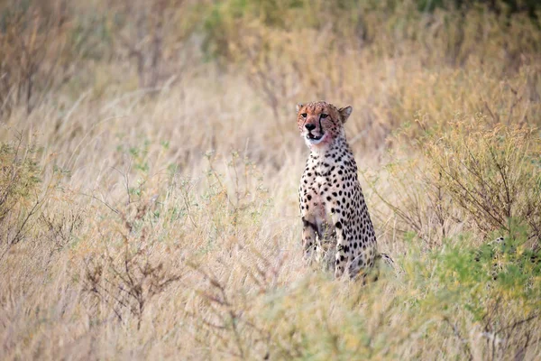 A cheetah eating in the middle of the grass