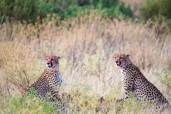 Cheetahs eating in the middle of the grass