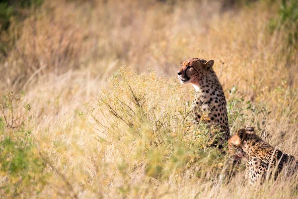 Cheetahs comendo no meio da grama — Fotografia de Stock