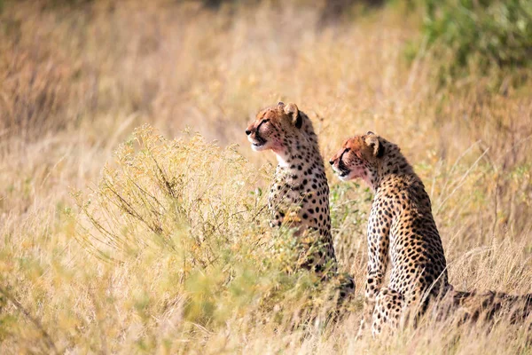 Cheetahs eating in the middle of the grass