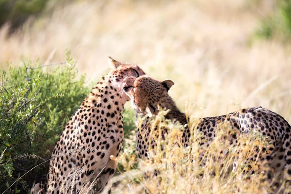 Два гепарда чистят друг друга после еды. — стоковое фото