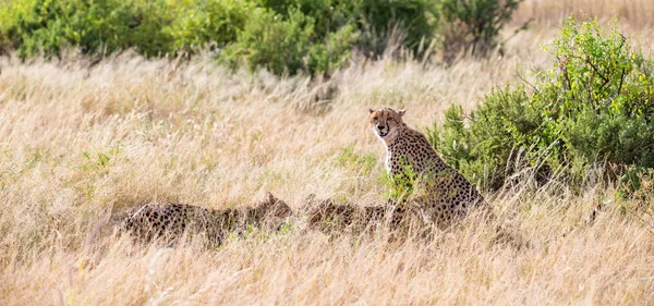 Cheetahs eating in the middle of the grass