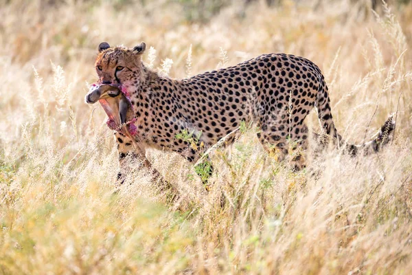 Cheetahs comendo no meio da grama — Fotografia de Stock