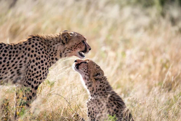 Två geparder borsta varandra efter måltiden — Stockfoto