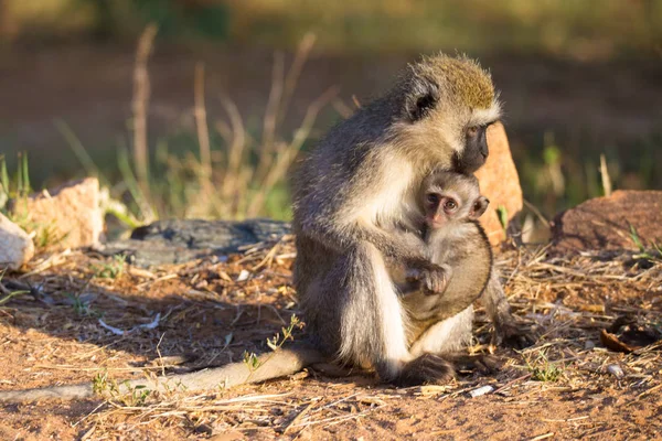 Opice s dětskou opicí v ruce — Stock fotografie