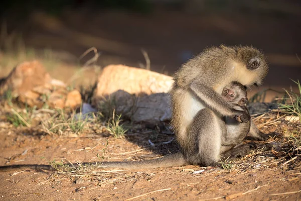 Opice s dětskou opicí v ruce — Stock fotografie