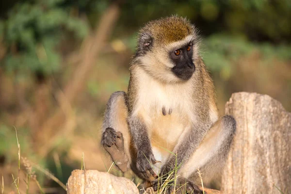 Um macaco senta-se e olha em volta — Fotografia de Stock