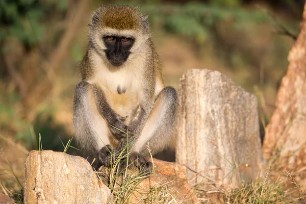 Um macaco senta-se e olha em volta — Fotografia de Stock