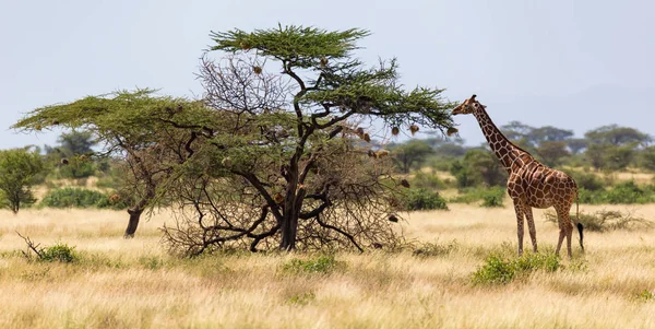 Las jirafas comen hojas de los árboles de acacia —  Fotos de Stock