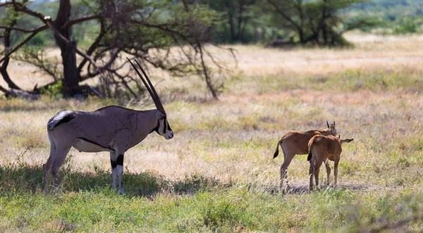 Antelope in the middle of the savannah of Kenya