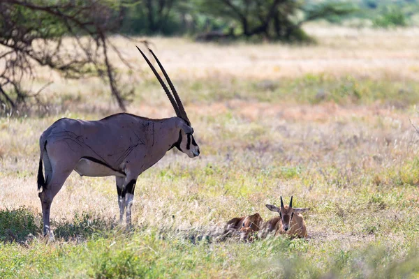 Antílope no meio da savana do Quênia — Fotografia de Stock