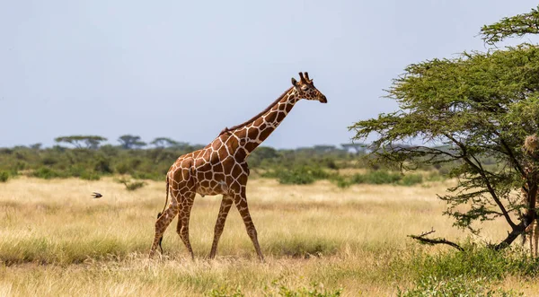 Zürafa bitkiler arasında savana ile yürümek — Stok fotoğraf
