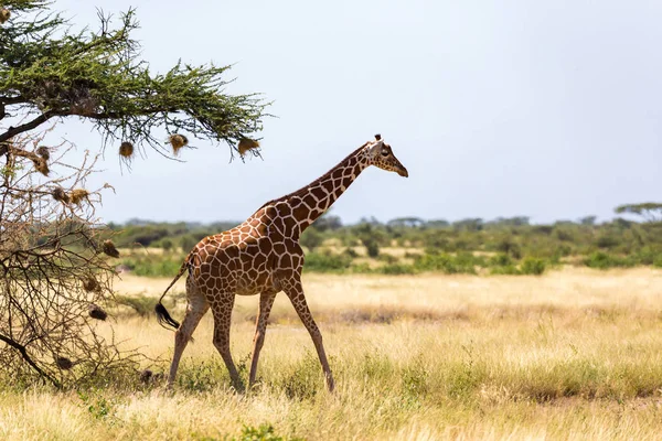 Giraffe lopen door de savanne tussen de planten — Stockfoto