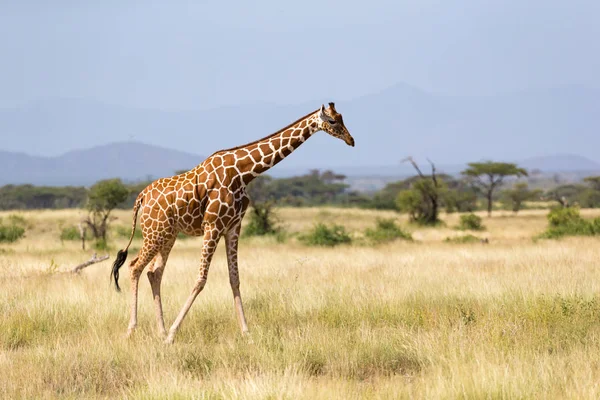 Giraffa passeggiata attraverso la savana tra le piante — Foto Stock