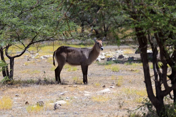 Антилопа в середине саванны Кении — стоковое фото