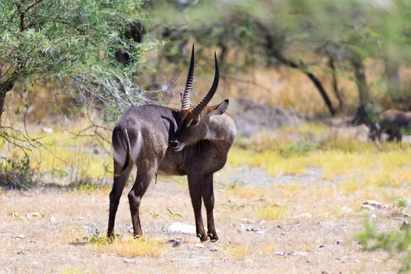 Antilop i mitten av savannen i Kenya — Stockfoto