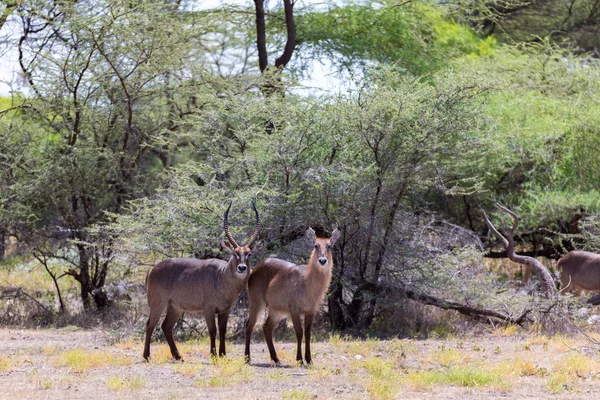 Antilope inmitten der Savanne von Kenia — Stockfoto