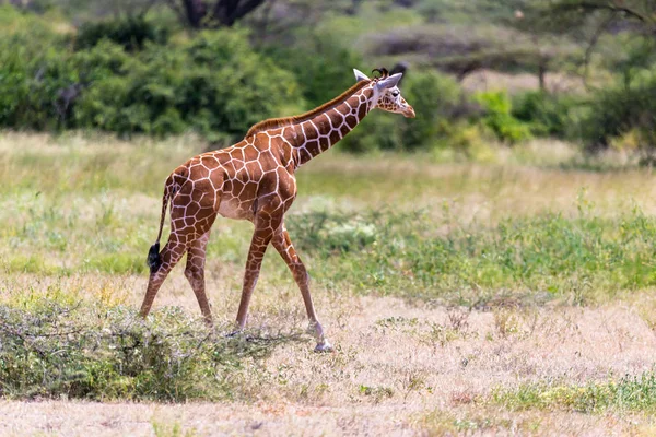 キリンは植物の間のサバンナを歩く — ストック写真