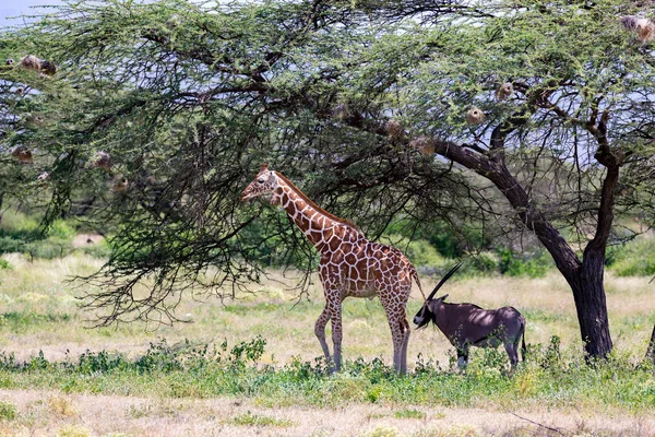 Zürafalar ve antiloplar bir ağacın altında bir arada duruyorlar. — Stok fotoğraf