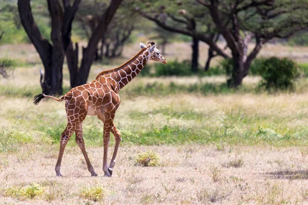 Giraffenwanderung durch die Savanne zwischen den Pflanzen — Stockfoto