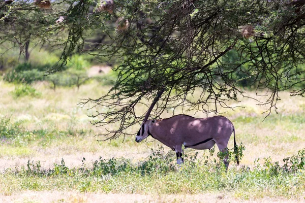 Antílope no meio da savana do Quênia — Fotografia de Stock