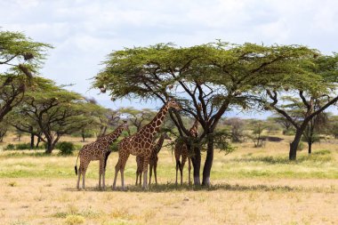 Zürafalar akasya ağaçlarından yaprak yiyor