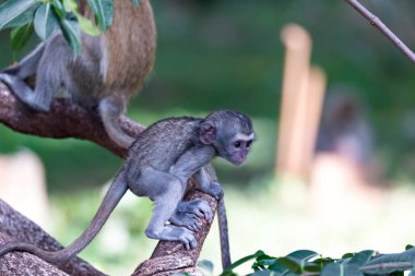 Bir maymun bir dal üzerinde tırmanıyor