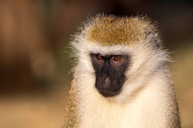 Kenya savanasında bir maymun portresi