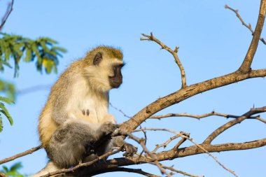 Bir maymun bir ağacın dalı üzerinde oturur