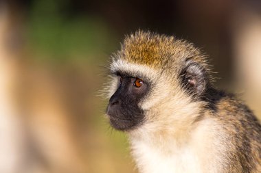 Kenya savanasında bir maymun portresi