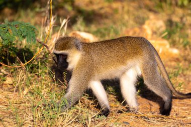 Bir maymun yerdeki çimenlerin arasında yürüyor.