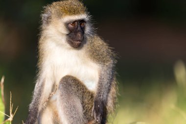Kenya savanasında bir maymun portresi