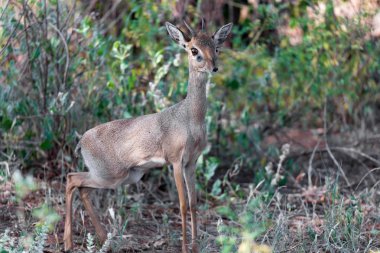 Kenya savanaortasında Antilop 