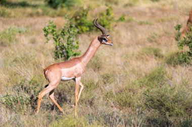 Kenya savanaortasında Antilop 