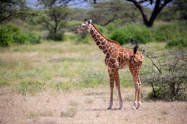 キリンは植物の間のサバンナを歩く — ストック写真