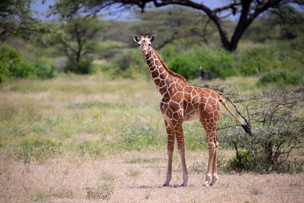 キリンは植物の間のサバンナを歩く — ストック写真