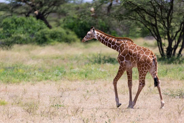 Girafe marche à travers la savane entre les plantes — Photo