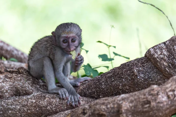 Um macaco sobe em torno de um galho — Fotografia de Stock