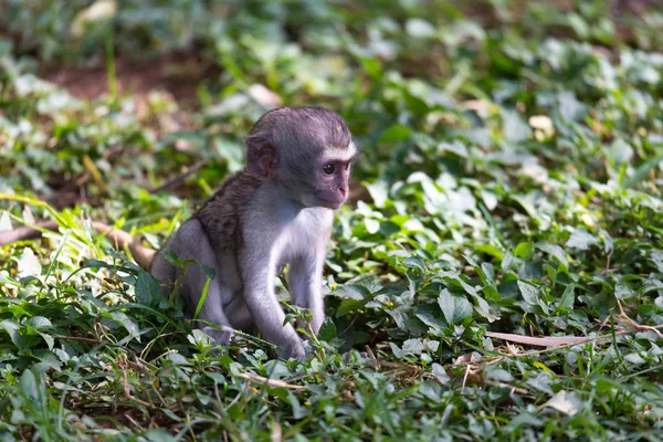 Маленькая обезьянка сидит в траве — стоковое фото