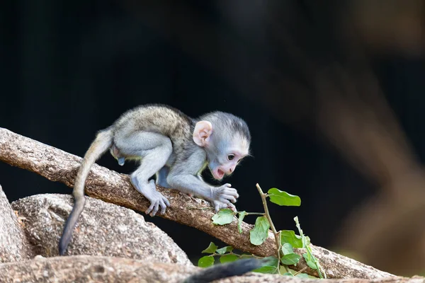 Un mono trepa sobre una rama — Foto de Stock