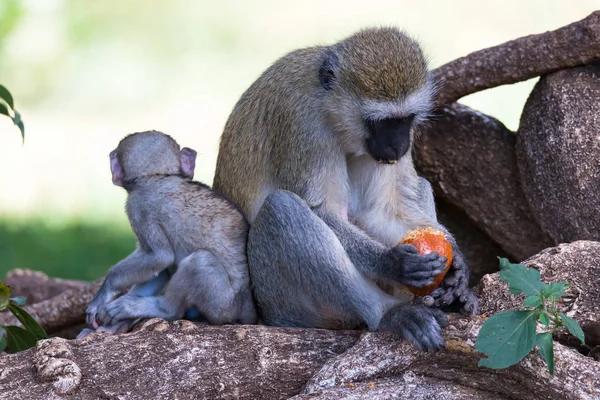 Opice dělá ovocnou moučku v trávě — Stock fotografie