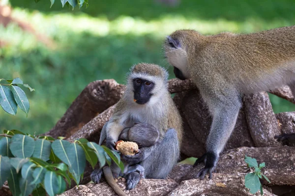 Opice dělá ovocnou moučku v trávě — Stock fotografie