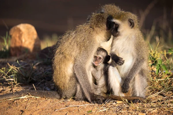 Три обезьяны с ребенком сидят вместе — стоковое фото