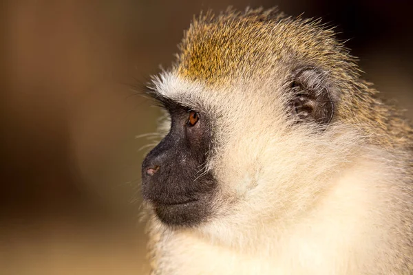 O retrato de um macaco na savana do Quênia — Fotografia de Stock