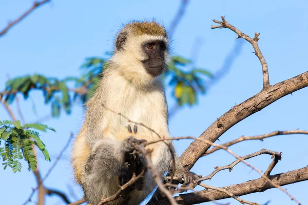 Um macaco senta-se no galho de uma árvore — Fotografia de Stock