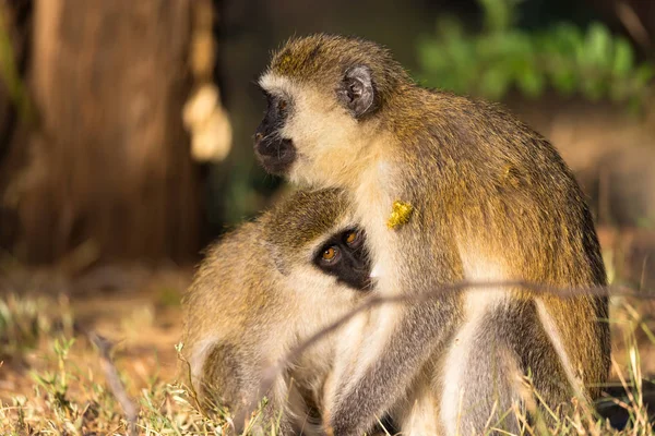 Uma macaca mãe senta-se com um bebê em seus braços — Fotografia de Stock