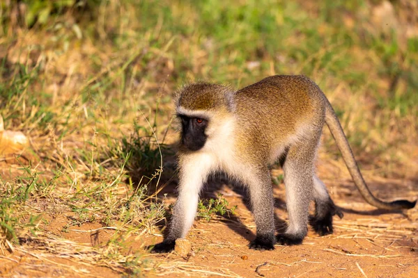 Um macaco caminha entre a relva no chão — Fotografia de Stock