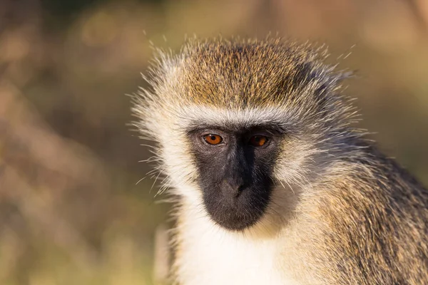 O retrato de um macaco na savana do Quênia — Fotografia de Stock