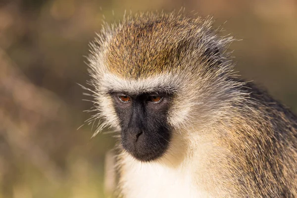 Het portret van een aap in de savanne van Kenia — Stockfoto
