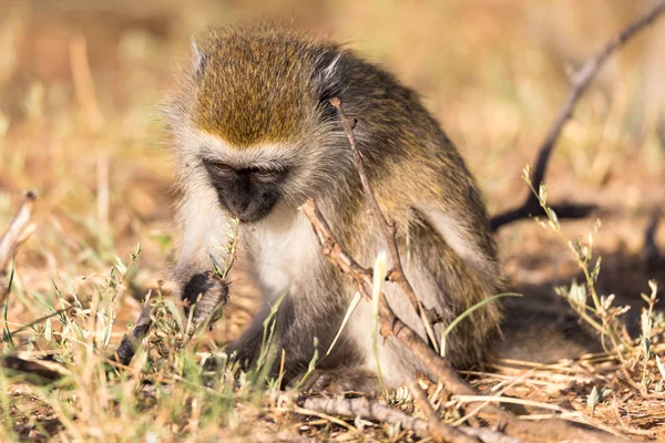 Um macaco está à procura de algo na relva — Fotografia de Stock
